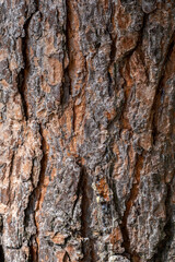 A close-up photo of a tree trunk. There is a forest in the background, and free space for text. The bark of the trunk is infected with pests. Bark destroyed by the weather. 
