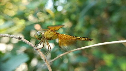 dragonfly on a branch