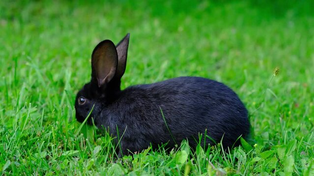 Black rabbit on green grass eat grass. Rabbit with big ears walking in the garden on the lawn. There is a free space for texter in the photo.