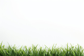 Fototapeta premium green grass on white