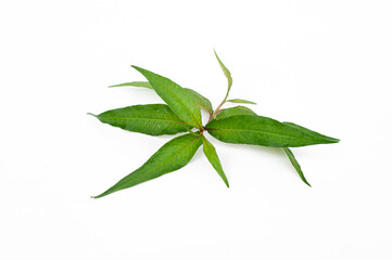 Vietnamese coriander leaves isolated on white background.Persicaria odorata