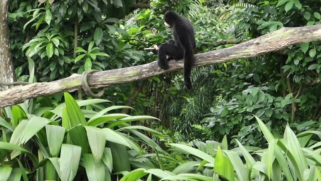 black monkey sitting on tree branch 