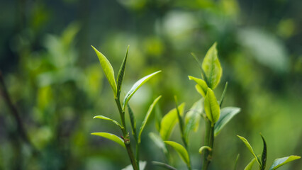 Fototapeta na wymiar natural green tea leaves,green tea leaves on plant