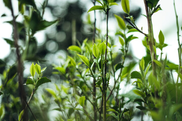 natural green tea leaves,green tea leaves on plant