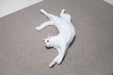 カーペットの上でおかしなポーズで寛ぐ白猫