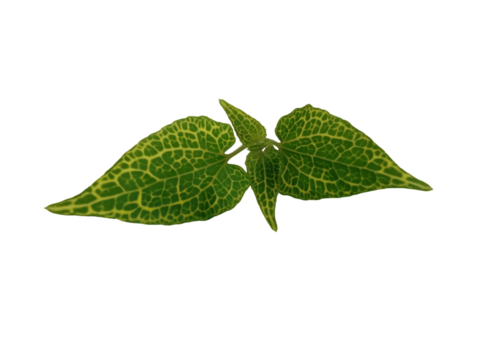 The green leaves have a pattern of yellow dots all over the leaf, looking natural. Beautiful vintage style