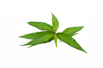 Obraz premium Vietnamese coriander leaves isolated on white background.Persicaria odorata