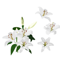 Set of Lily flowers isolated on a white background. vector illustration.