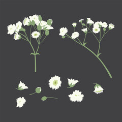 Set of Gypsophila flower vector illustration.