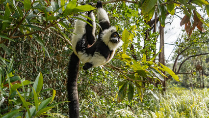 Cute lemur vari is hanging on a tree, holding on to a branch with his paws. Fluffy black and white fur, long tail, shiny eyes. The background is tropical vegetation. Madagascar. Vakona Forest Reserve © Вера 