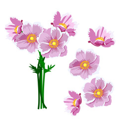 Set of Anemone flower isolated on a white background. vector illustration.