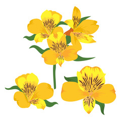 Set of Alstroemeria flower isolated on a white background. vector illustration.