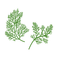 Set of Dill isolated on a white background. vector illustration.