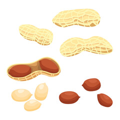Set of Peanuts isolated on a white background. vector illustration.