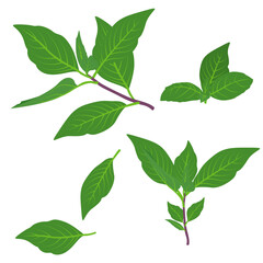 Set of Basil leaves isolated on a white background. vector illustration.