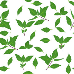 A seamless pattern of Basil leaves. vector illustration. - obrazy, fototapety, plakaty