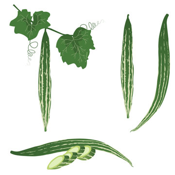 Set of Snake gourd isolated on a white background. vector illustration.