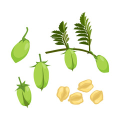 Set of chick pea with branch and leaf isolated on white background, vector illustration.