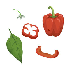 Set of Bell pepper wiht leaf, cut, and flower isolated on a white background. vector illustration.