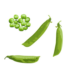 Set of Green peas isolated on a white background. vector illustration.
