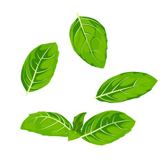 Set of Basil leaves isolated on a white background. vector illustration. - obrazy, fototapety, plakaty