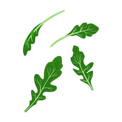 Arugula leaves on a white background. vector illustration.