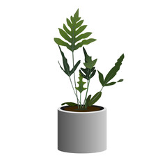 Pot plant of Phlebodium aureum isolated on white background, vector illustration.
