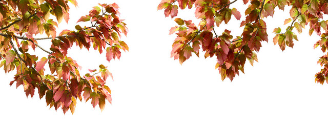 Red and yellow autumn leaves isolated