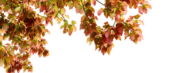 Close up autumn leaves on white background