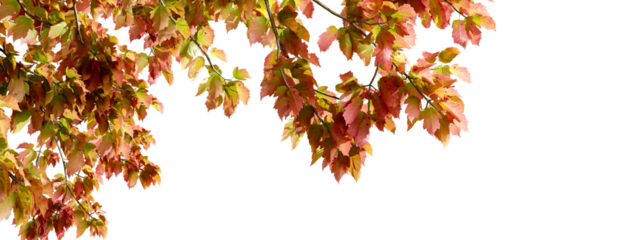 Close up autumn leaves on white background