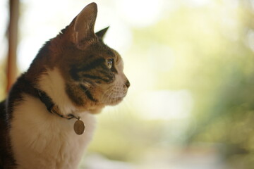 庭の木々を背景にくつろぐキジ猫