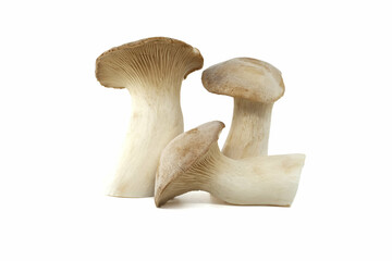 King oyster mushroom over white background