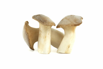 Fototapeta premium King oyster mushroom over white background