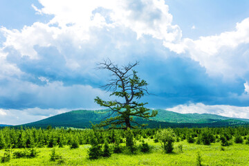 Bright natural background with an old tree. A lonely tree against the background of a thicket of young trees, forested hills and dark clouds