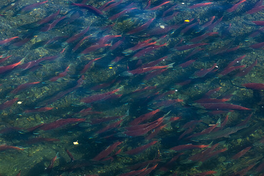 Red Salmon also called Sockeye Salmon run up the Brooks River in Katmai National Park, Alaska, USA.