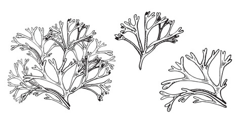 Set of sea plants ink hand drawn illustration isolated on white background. Codium, helpful seaweed black white line vector. Design element for package, label, trade, wrapping, marine collection © Ekaterina Lanbina