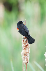 red wing blackbird on the reed