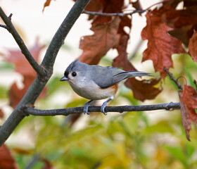 Obraz premium tufted titmouse standing on tree branch in autumn