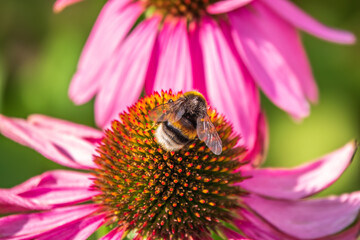 A closeup shot of a bee collecting pollen on a purple echinacea flower