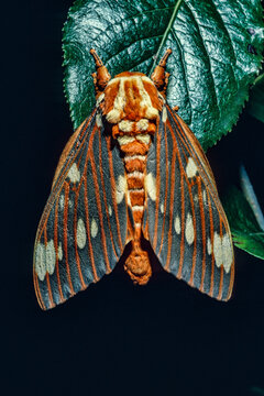 Regal Moth (Citheronia regalis) Also known as  Hickory Horned Devil