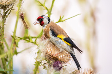 European goldfinch, feeding on the seeds of thistles. Carduelis carduelis.