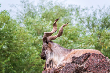 Close-up portrait of Markhor, Capra falconeri, wild goat native to Central Asia, Karakoram and the...