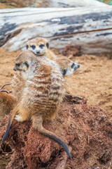 A group of cute meerkats. Meerkat Family are sunbathing.