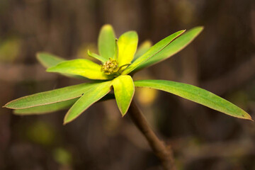 Euphorbia balsamifera