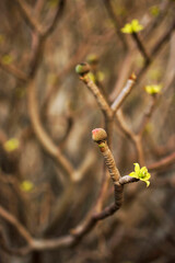 Euphorbia balsamifera