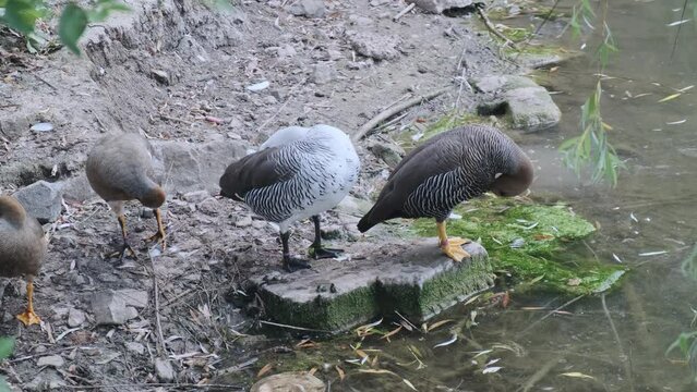Pedigree geese stand and clean their feathers near a pond in a zoo