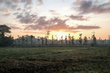 Fototapeta na wymiar sunrise in rice fields located in Lombok, sunrise over the field, sunrise in the ricefield, sunrise in the morning