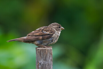 Close up view of farm sparrow bird on the post