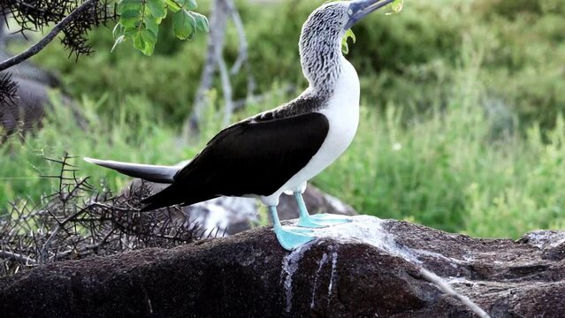 Blue Footed Booby Sula Nebouxii Images – Browse 5,120 Stock Photos,  Vectors, and Video