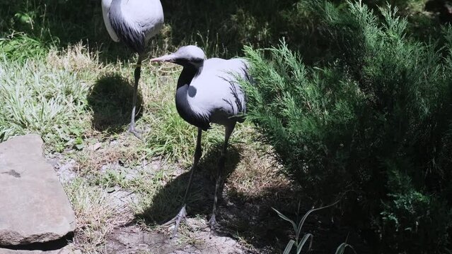 A gray demoiselle crane watches what is happening in the enclosure at the zoo